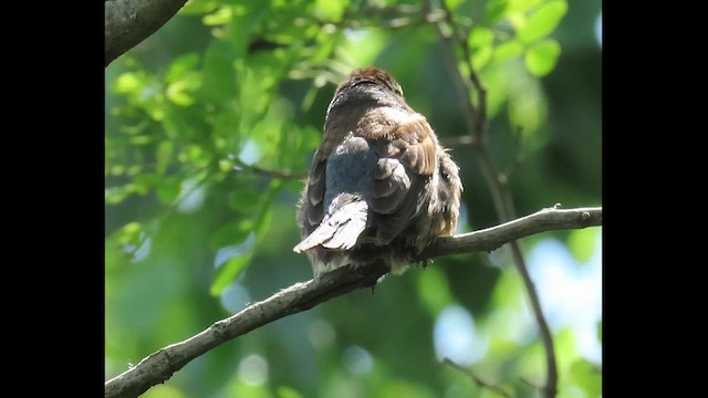 Blue Grosbeak - ML646379160