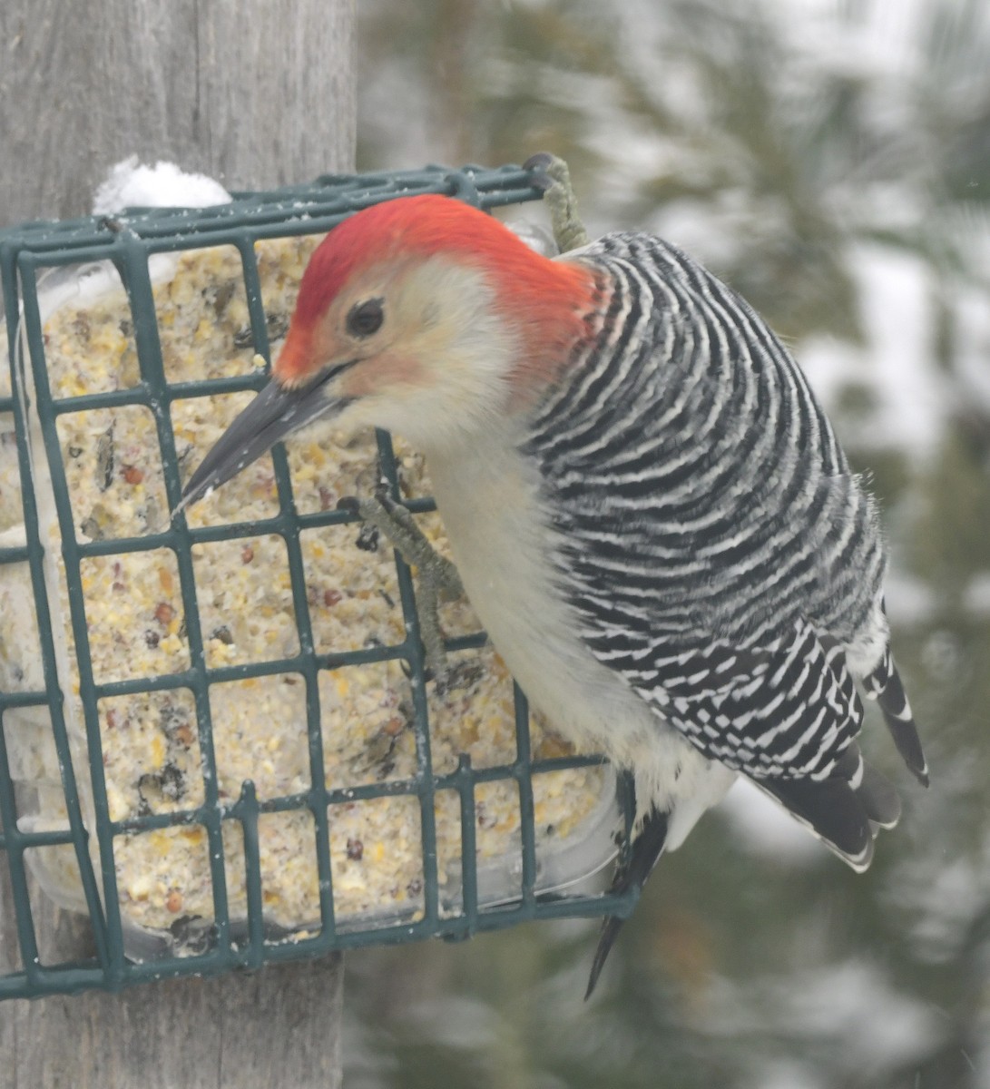 Red-bellied Woodpecker - ML646379166