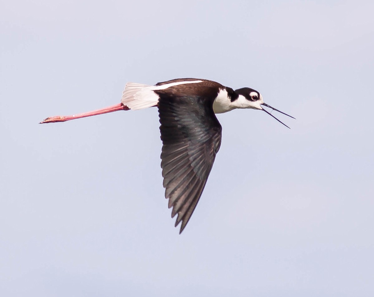 Black-necked Stilt - ML646379167