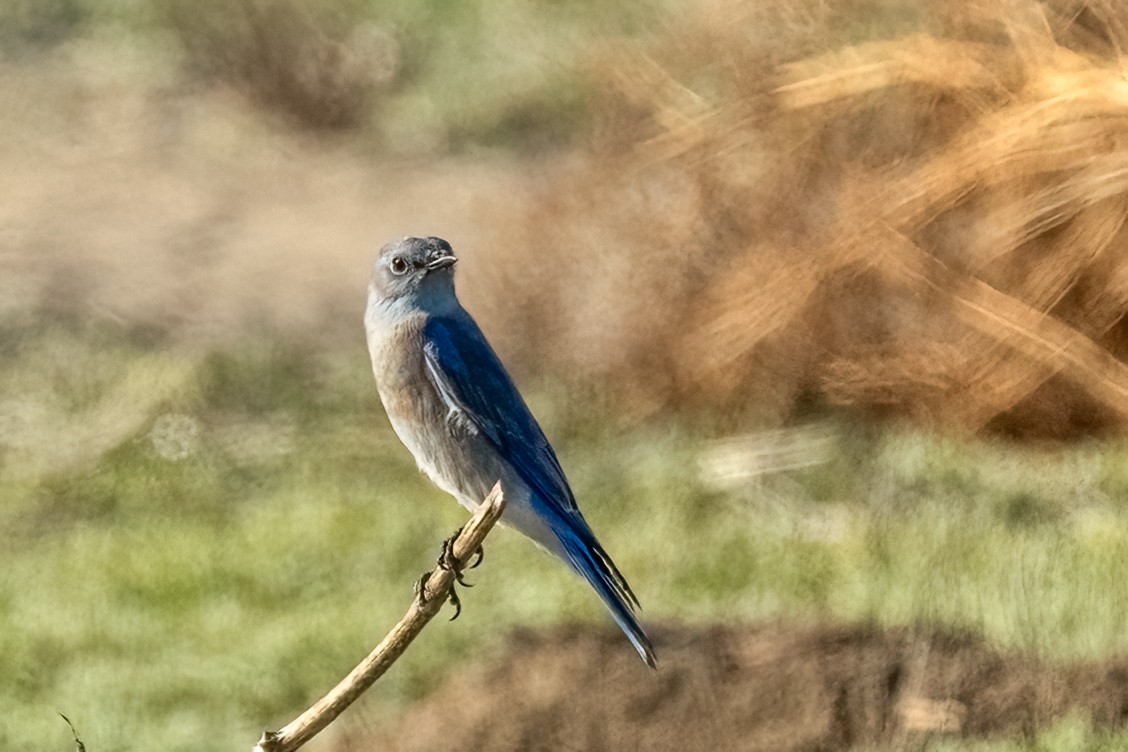Mountain Bluebird - ML646379171