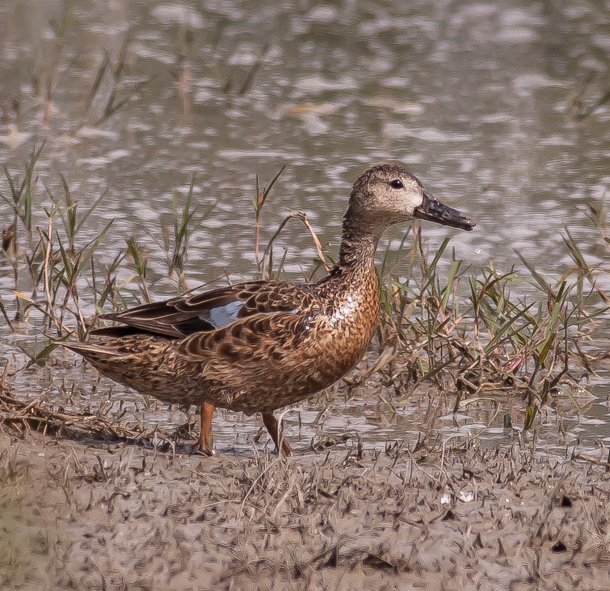 Cinnamon Teal - ML646379172