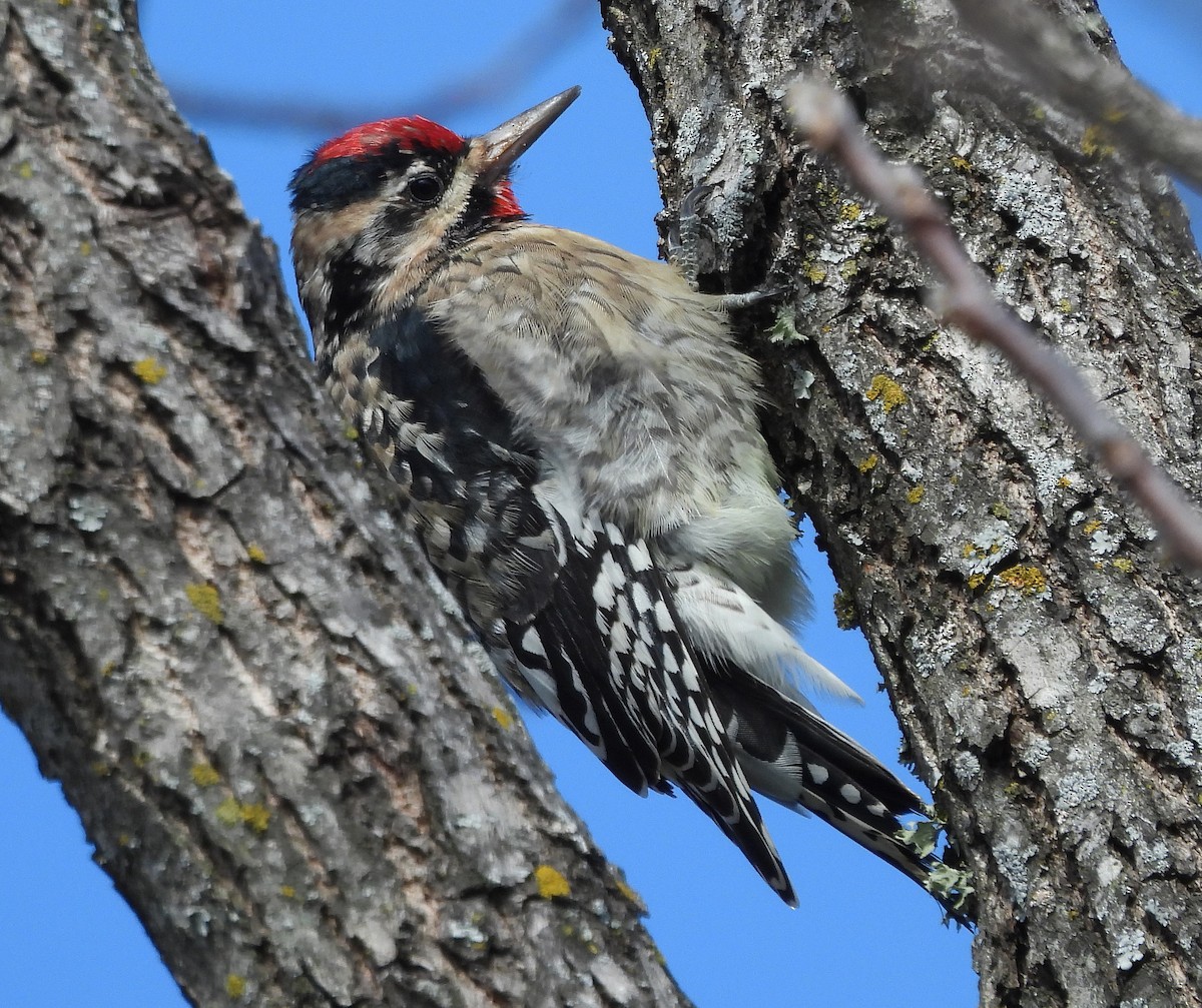 Yellow-bellied Sapsucker - ML646379173