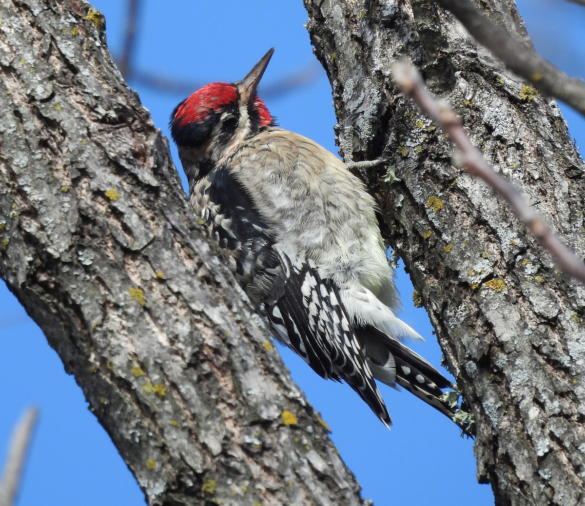 Yellow-bellied Sapsucker - ML646379174