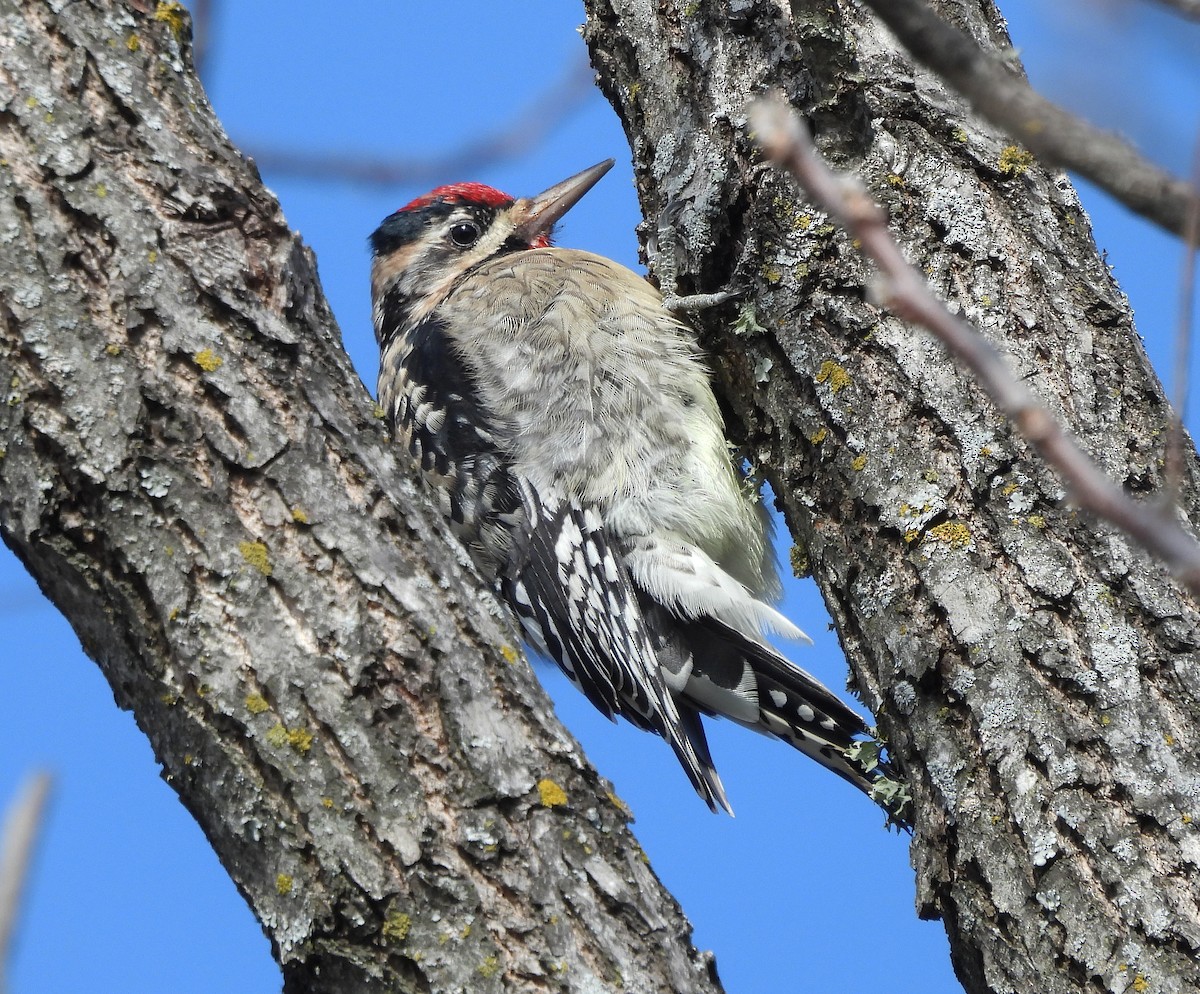 Yellow-bellied Sapsucker - ML646379175