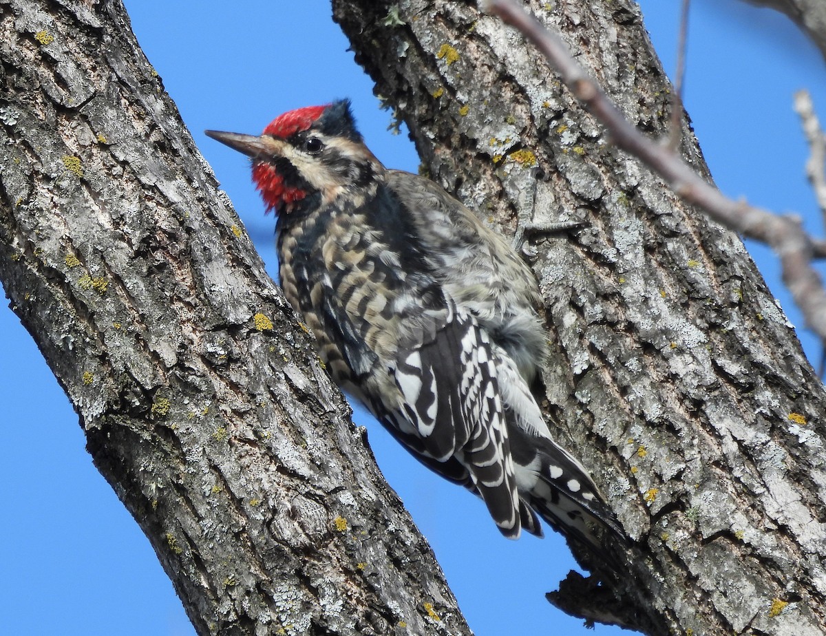 Yellow-bellied Sapsucker - ML646379176