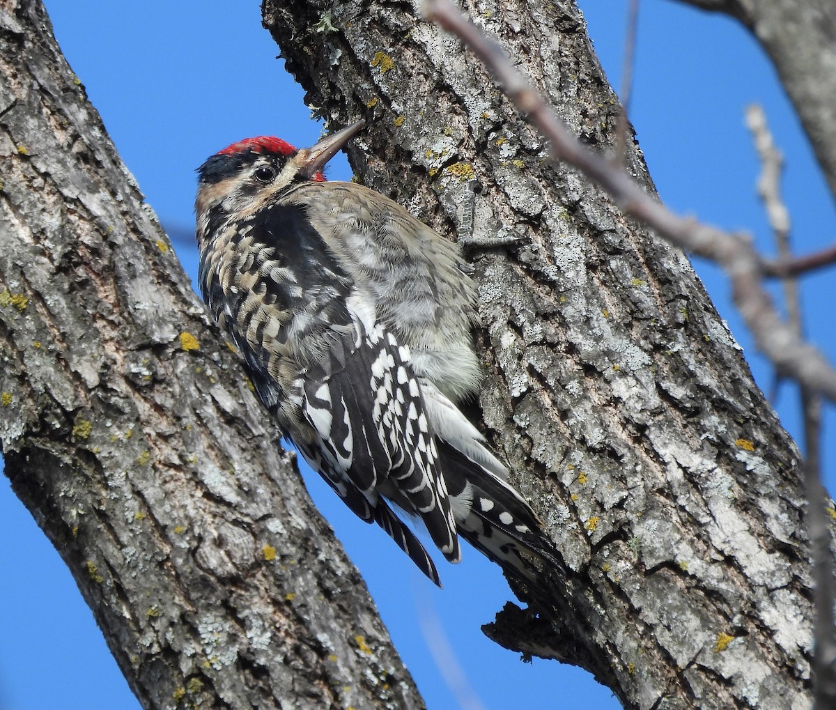Yellow-bellied Sapsucker - ML646379177