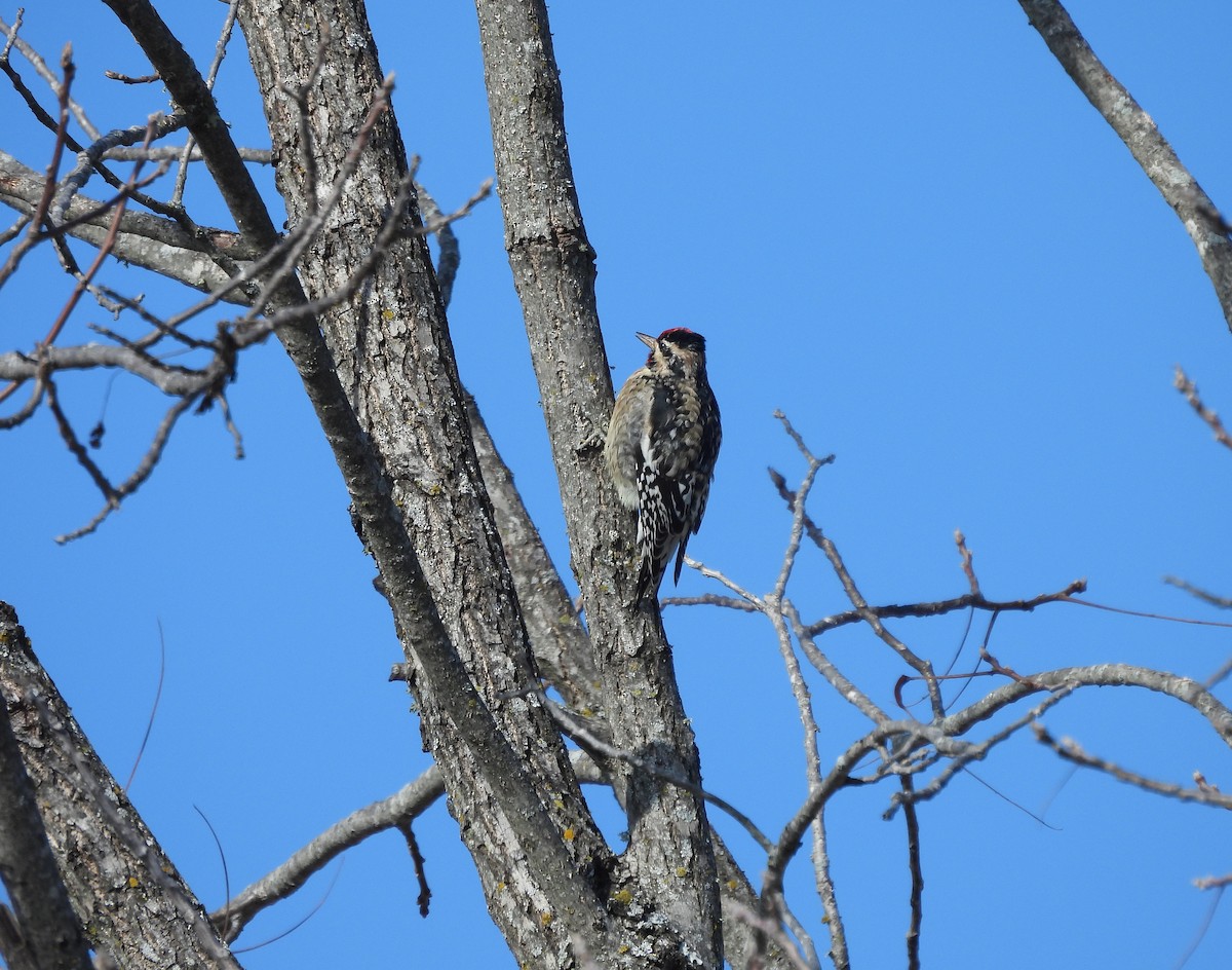 シルスイキツツキ - ML646379178