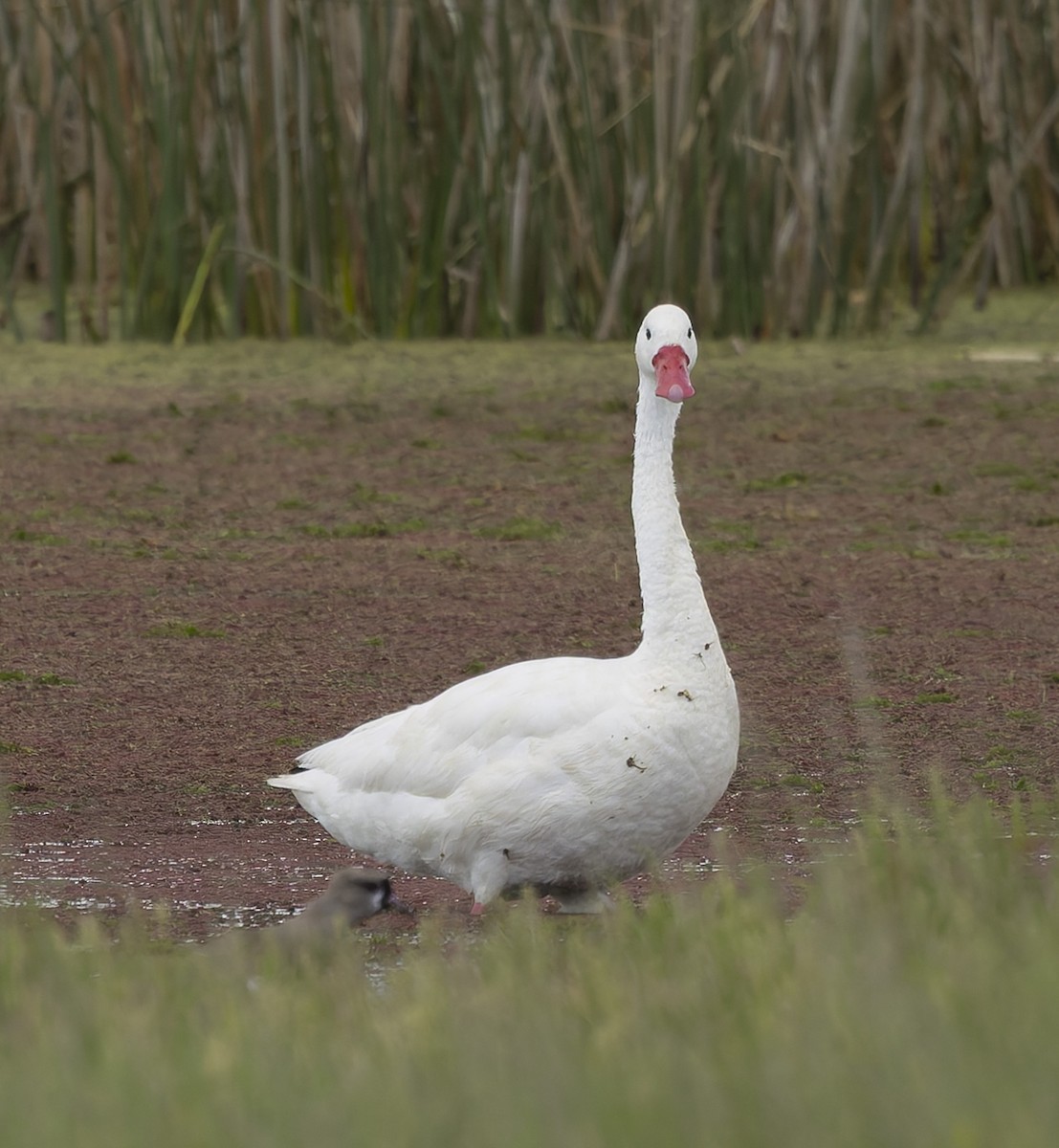カモハクチョウ - ML646379188