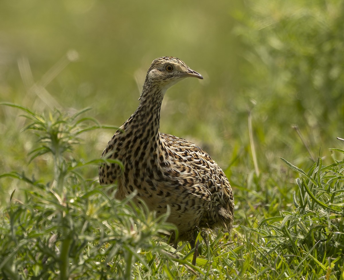 マダラシギダチョウ - ML646379189