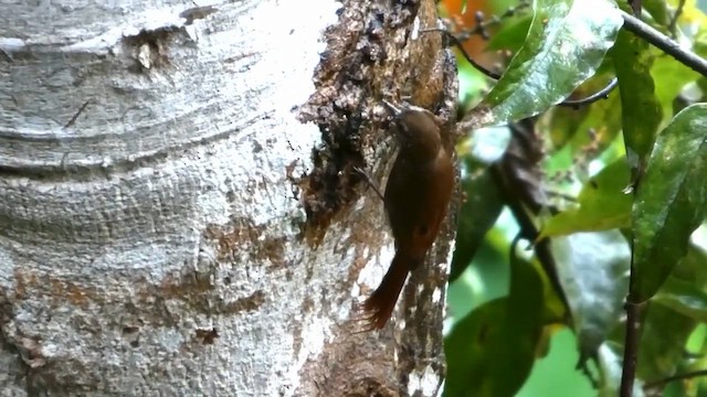 チビオニキバシリ - ML646379190