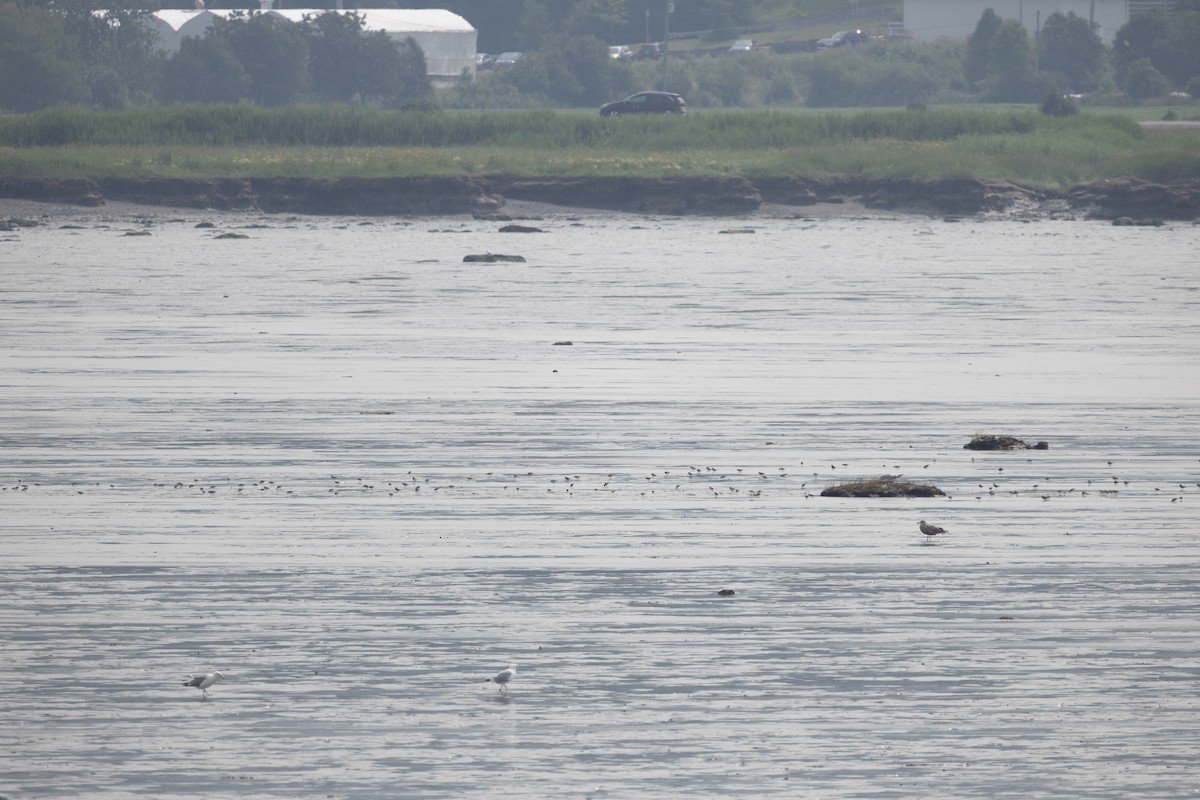 オバシギ属（トウネンの種） - ML646379191