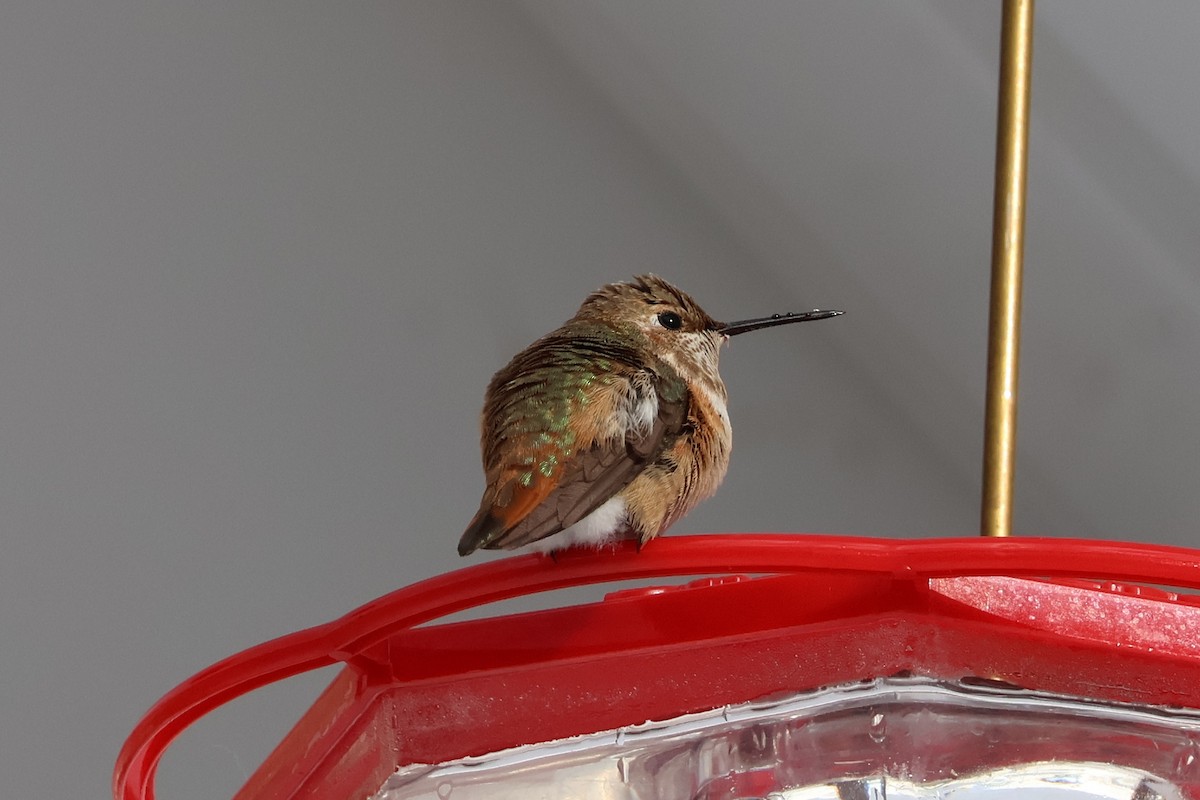 Rufous Hummingbird - ML646379192