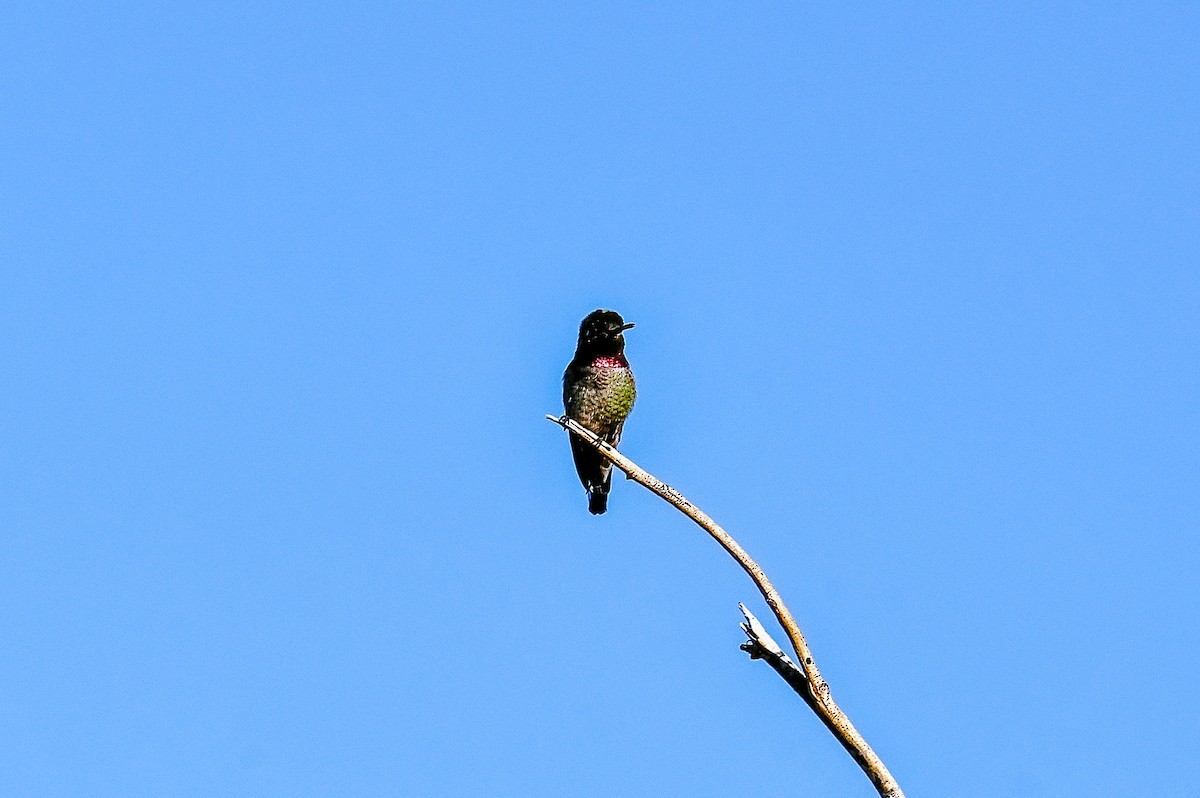 アンナハチドリ - ML646379193