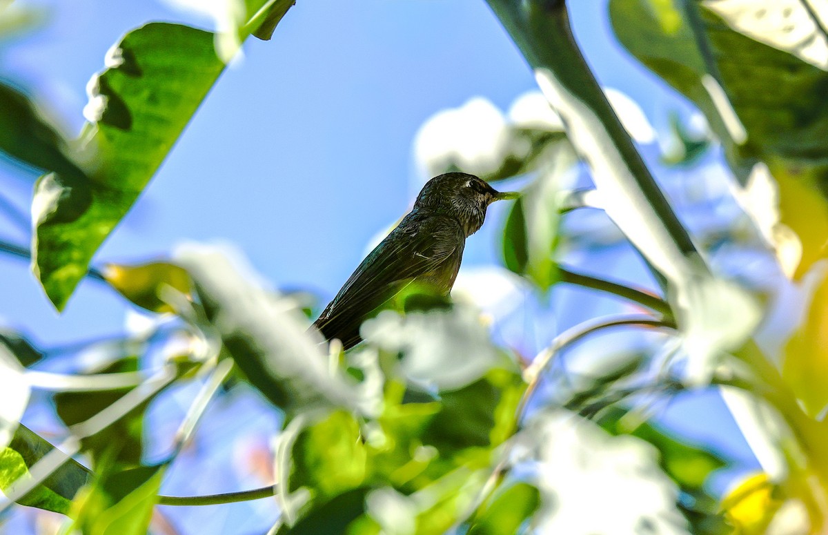 アンナハチドリ - ML646379194