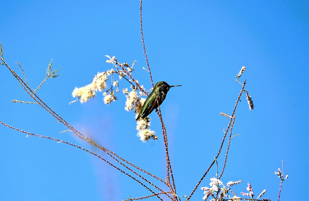 アンナハチドリ - ML646379195