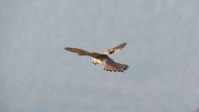 チョウゲンボウ - ML646379196