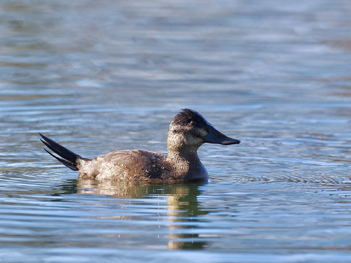 アカオタテガモ - ML646379197
