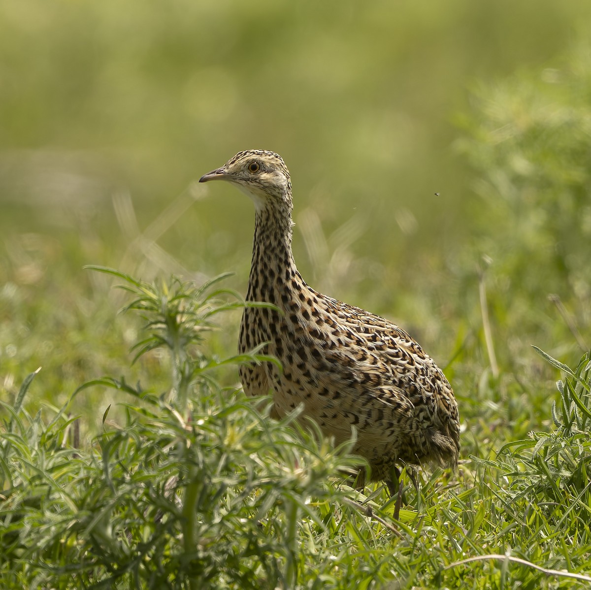 マダラシギダチョウ - ML646379198