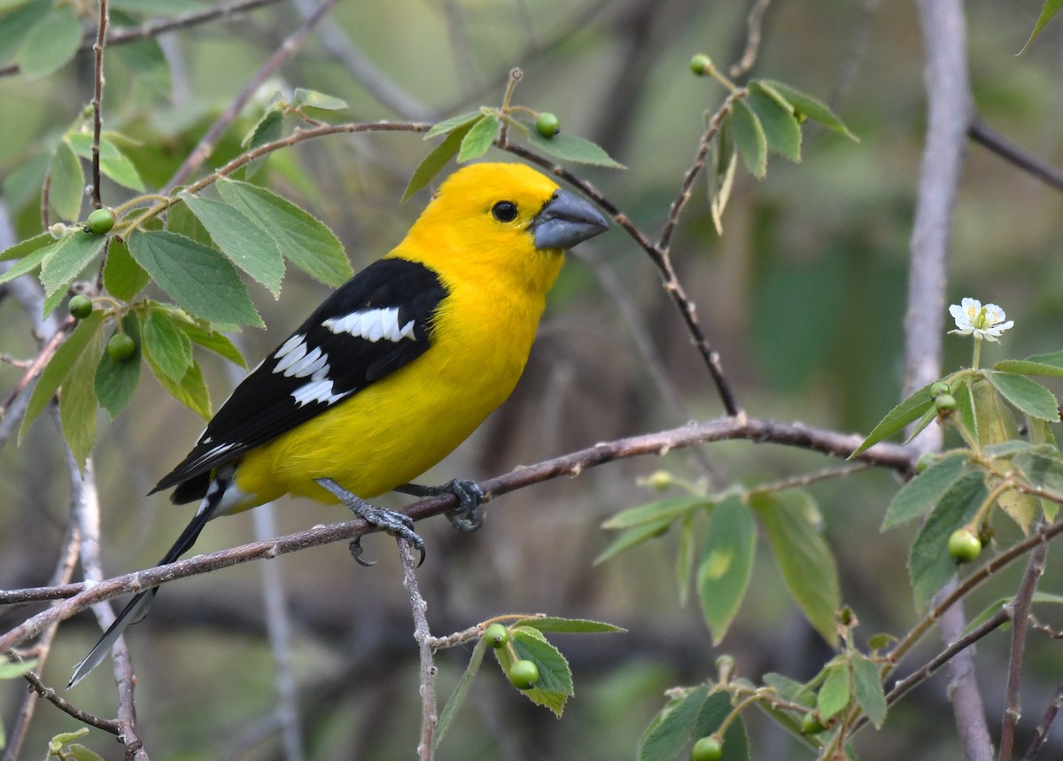 ヒメオウゴンイカル - ML646379199