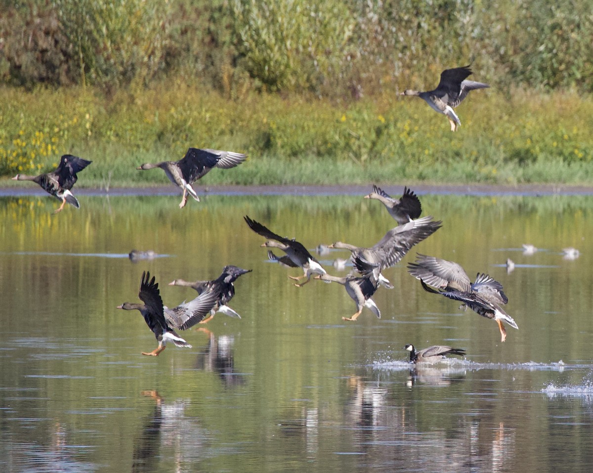 マガン - ML646379200