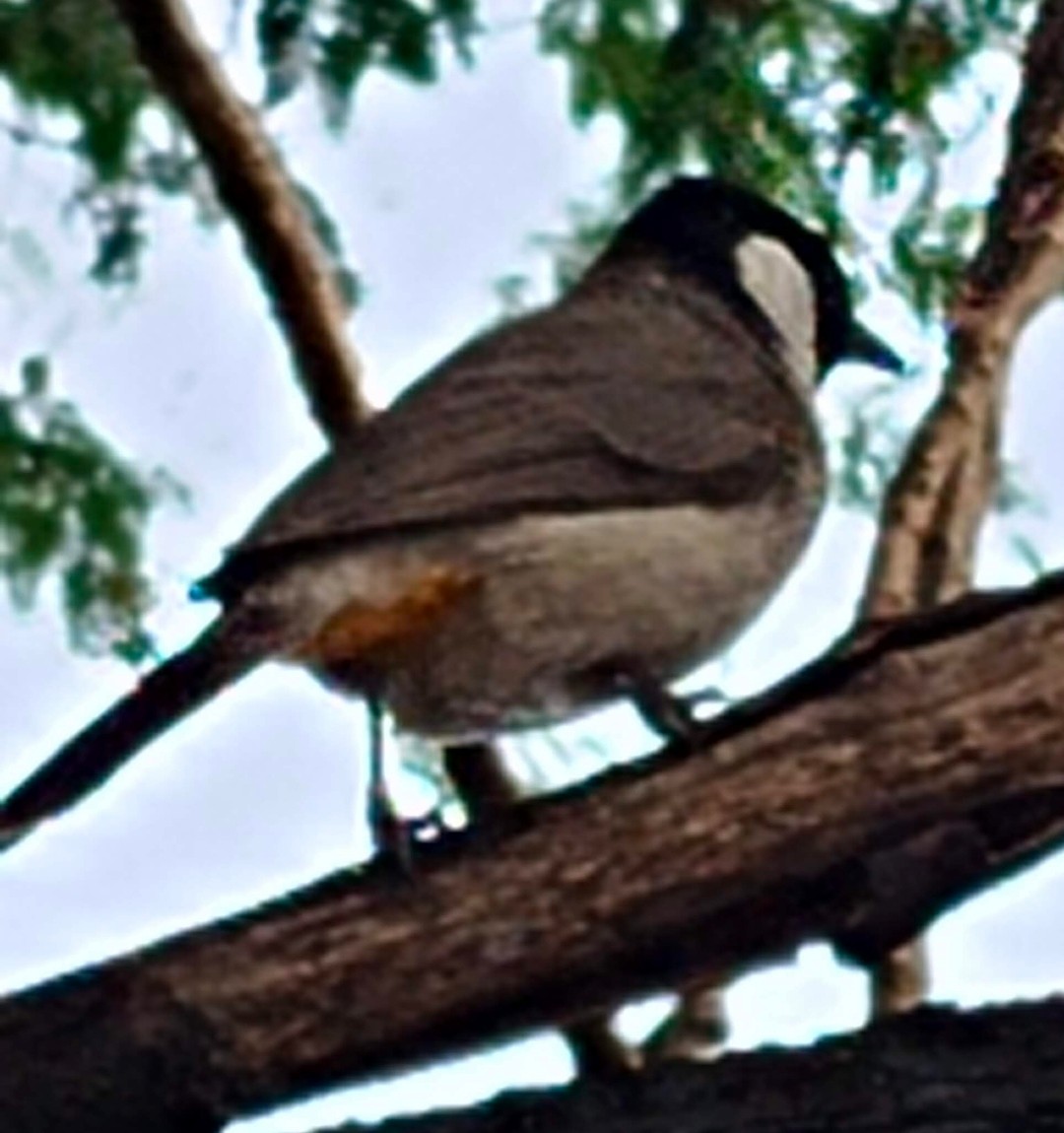 シロミミヒヨドリ - ML646379201