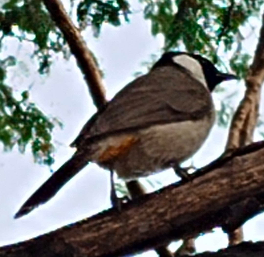 シロミミヒヨドリ - ML646379202