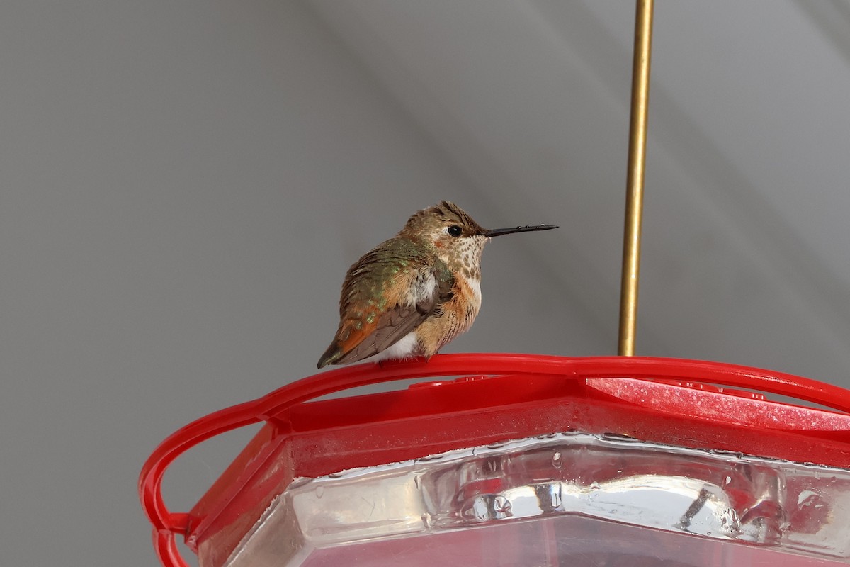 Rufous Hummingbird - ML646379205