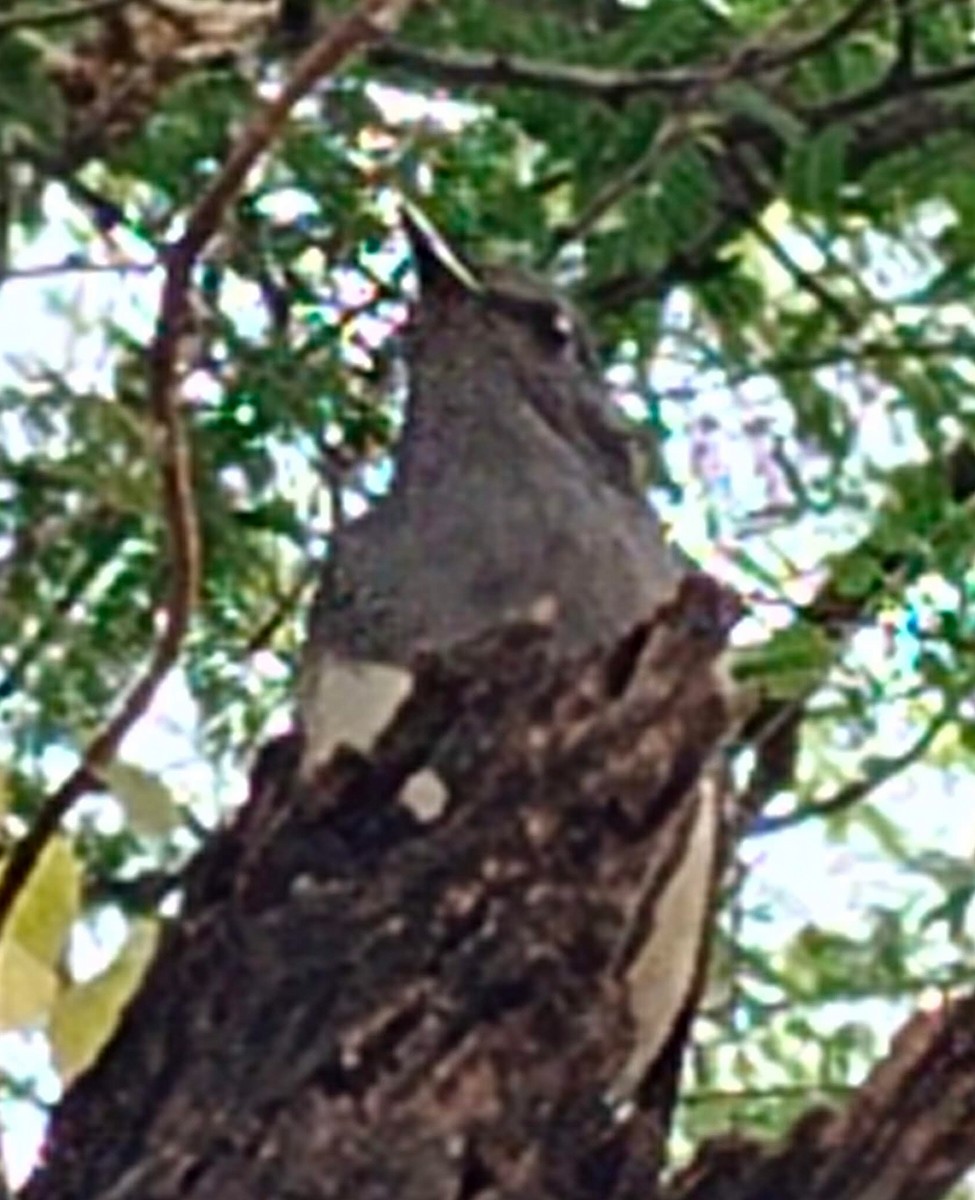 シキチョウ - ML646379208