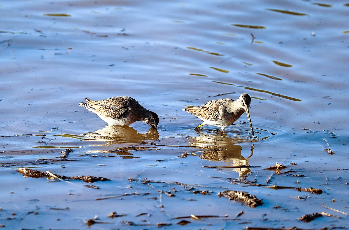 オオハシシギ - ML646379209