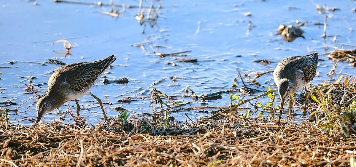 オオハシシギ - ML646379210