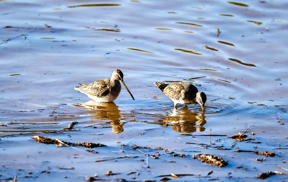 オオハシシギ - ML646379211