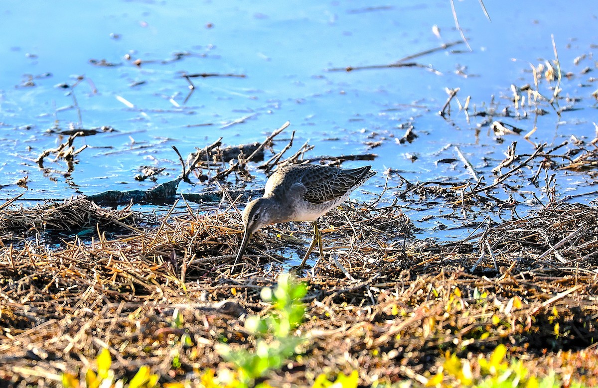 オオハシシギ - ML646379212