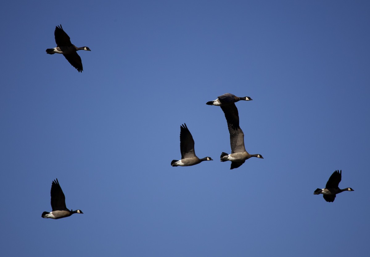 シジュウカラガン - ML646379213