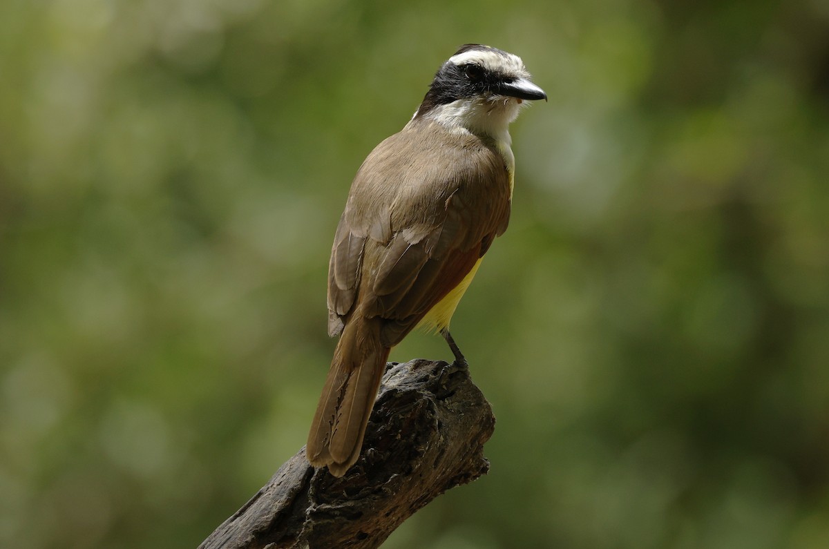 キバラオオタイランチョウ - ML646379214