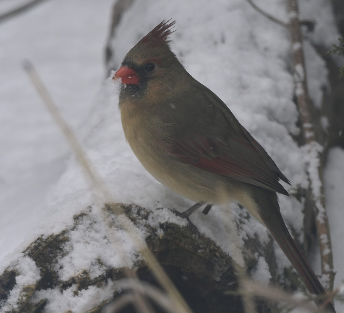 ショウジョウコウカンチョウ - ML646379215