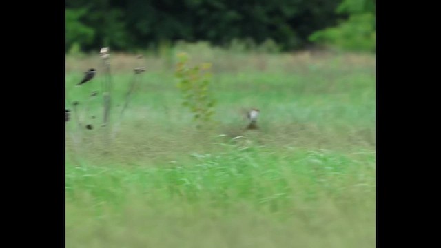 ズグロエンビタイランチョウ（savana） - ML646379216