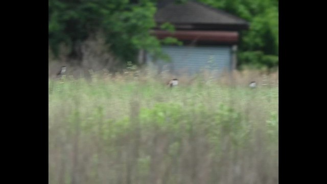 ズグロエンビタイランチョウ（savana） - ML646379217