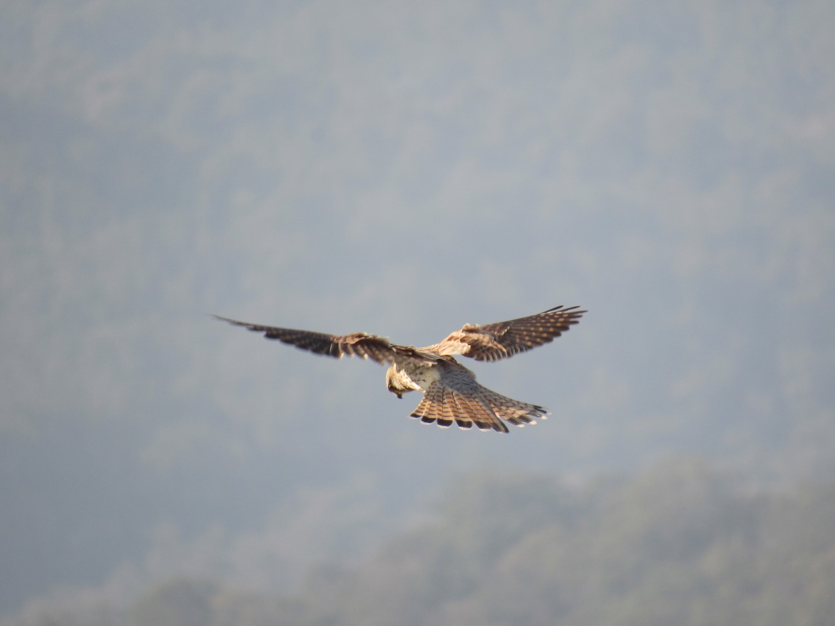 Eurasian Kestrel - ML646379218