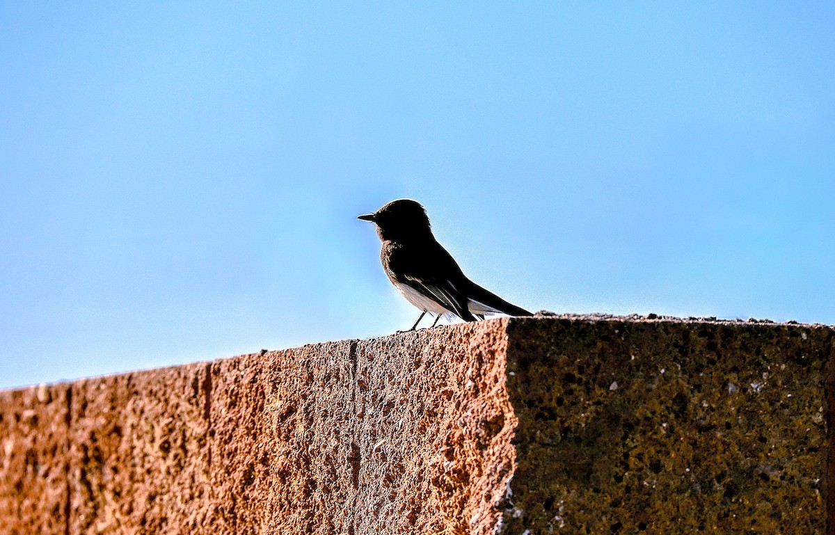 クロツキヒメハエトリ - ML646379219