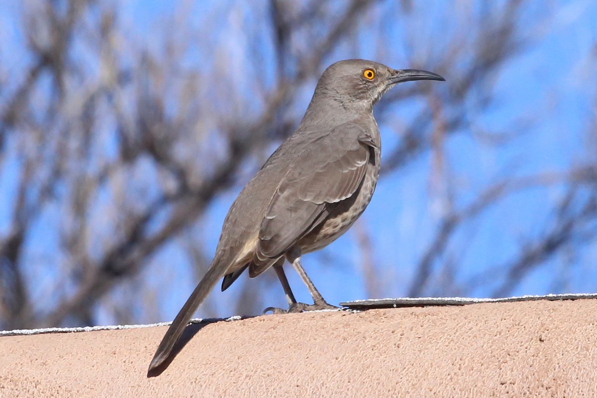Curve-billed Thrasher - ML646379221