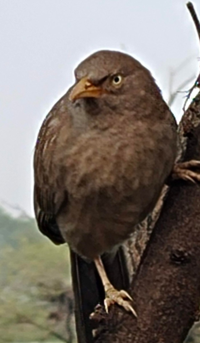 Jungle Babbler - ML646379224