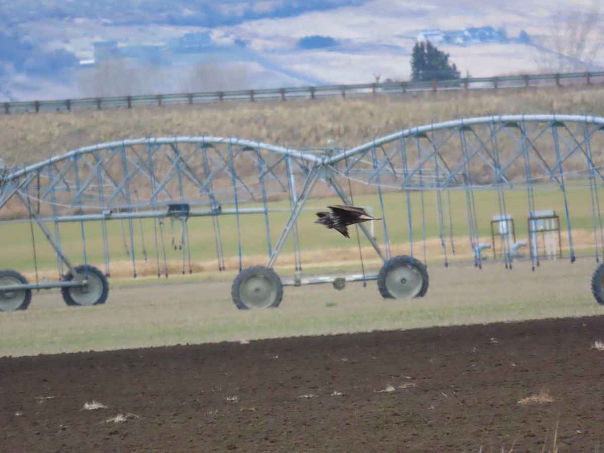 Red-tailed Hawk (Harlan's) - ML646379225