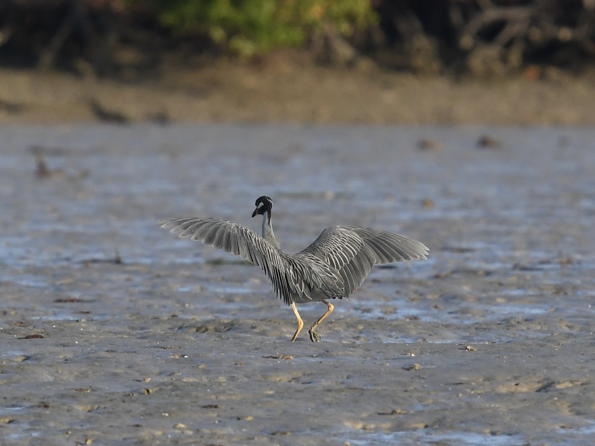Yellow-crowned Night Heron - ML646379226