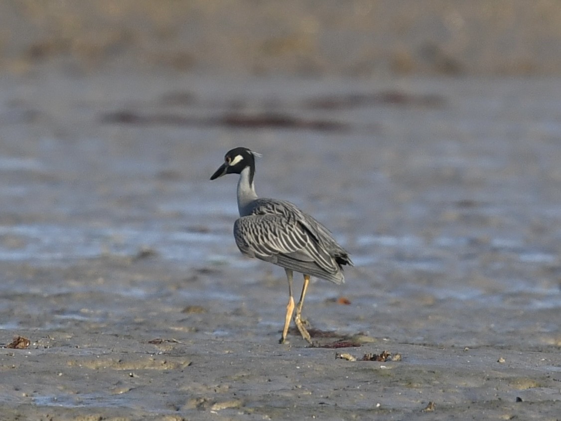 Yellow-crowned Night Heron - ML646379227