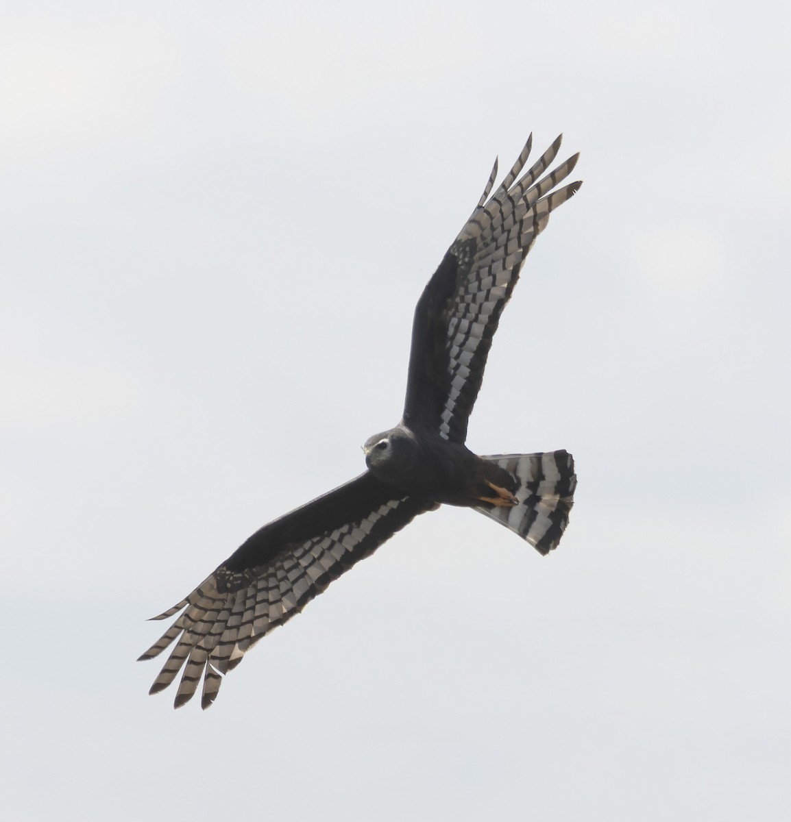 Long-winged Harrier - ML646379228