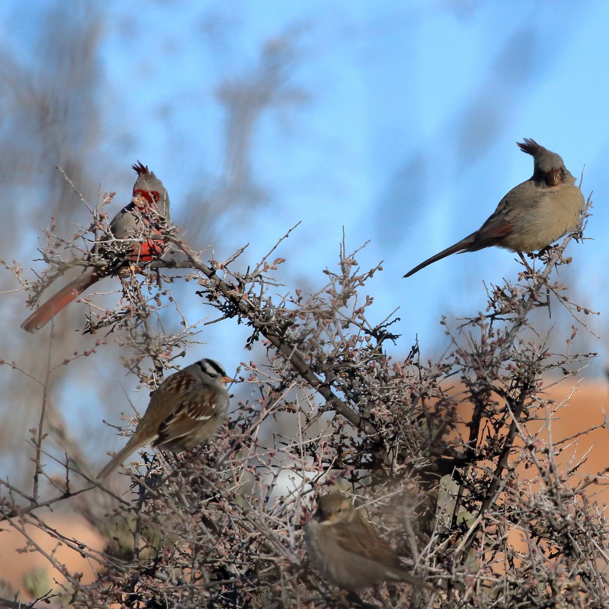 Pyrrhuloxia - ML646379229
