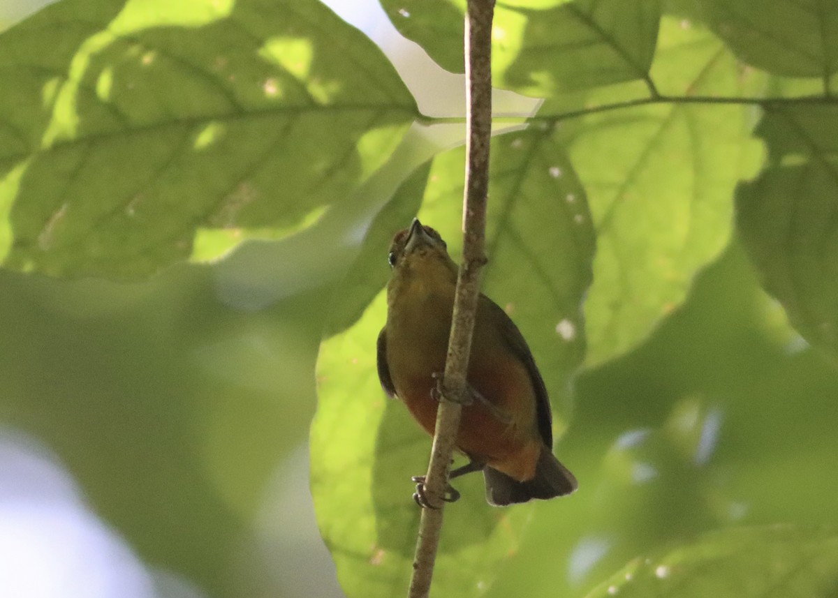Spot-crowned Euphonia - ML646379231
