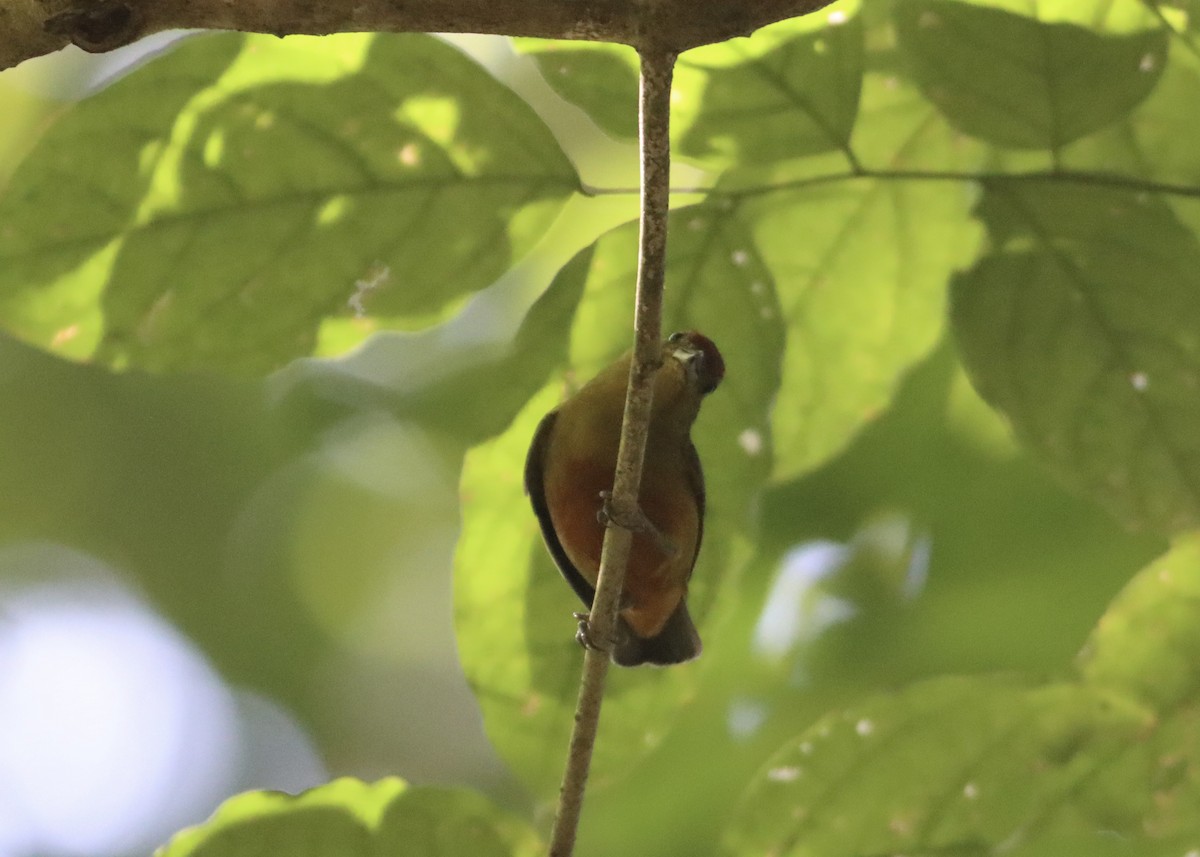 Spot-crowned Euphonia - ML646379232