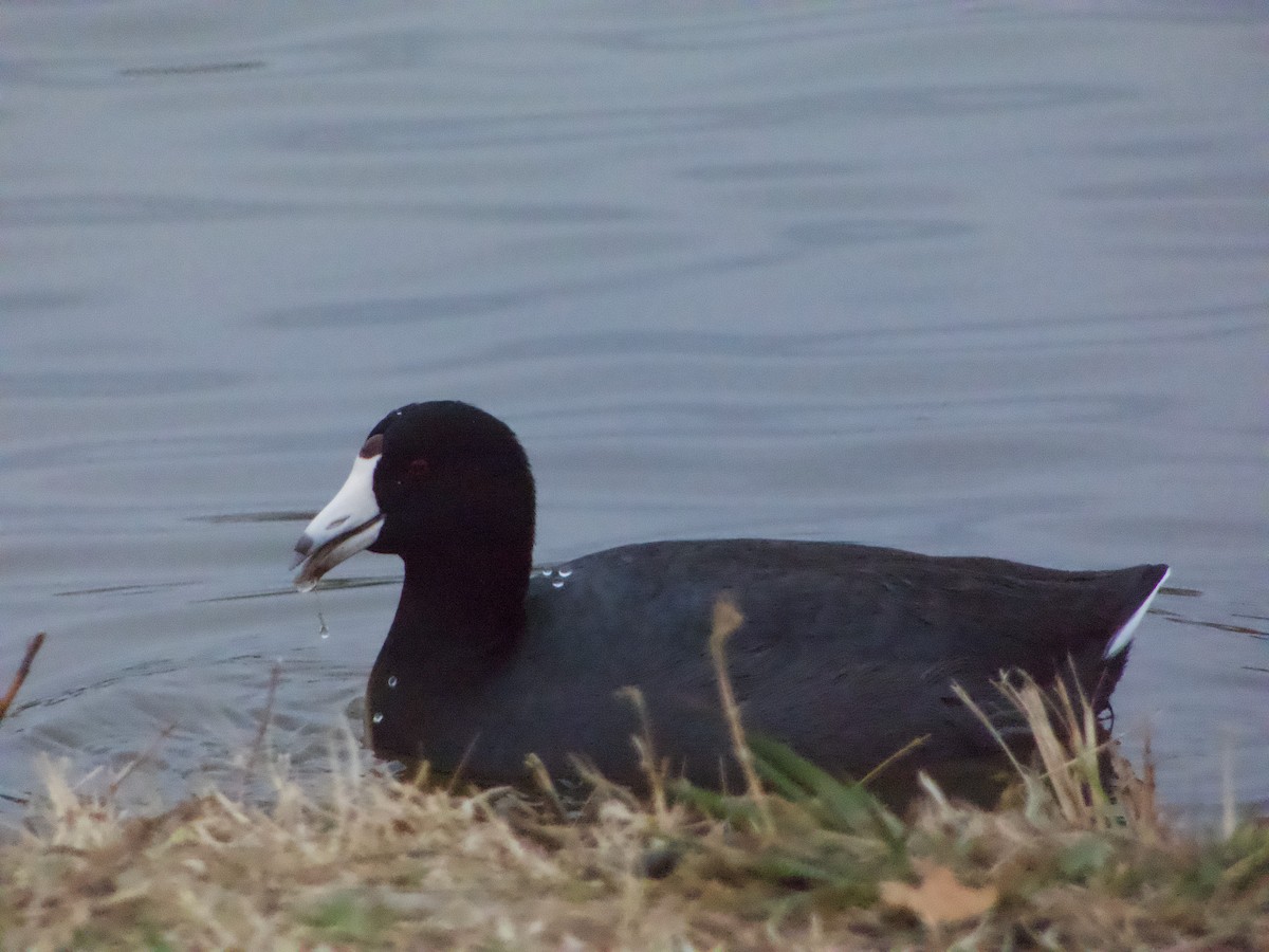 American Coot - ML646379233