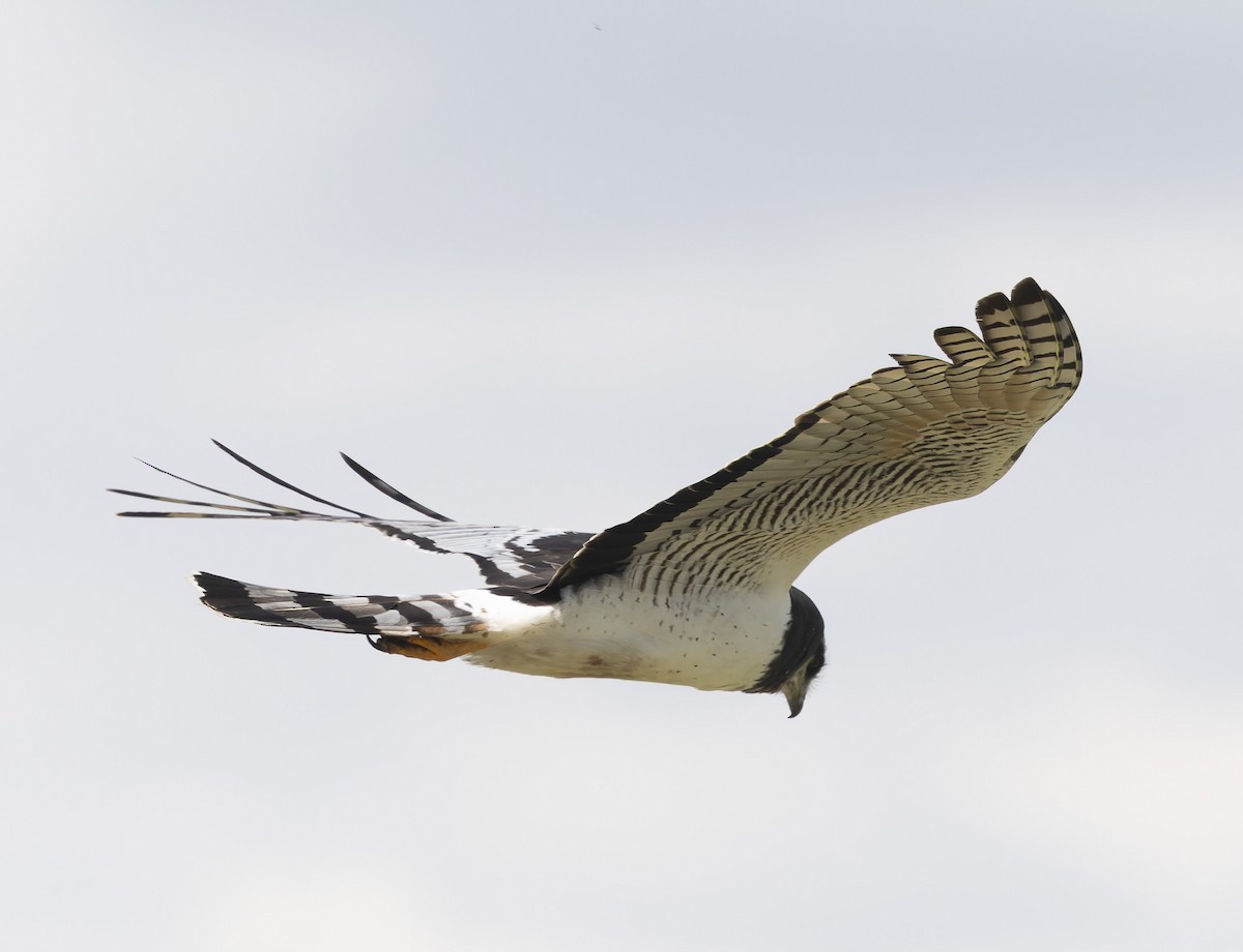 Long-winged Harrier - ML646379235